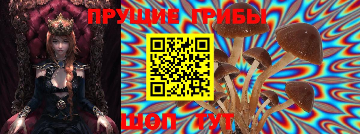 Псилоцибиновые грибы Psilocybine cubensis Урай